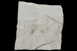 Fossil Crane Fly (Tipulidae) - Green River Formation, Utah #109113-1